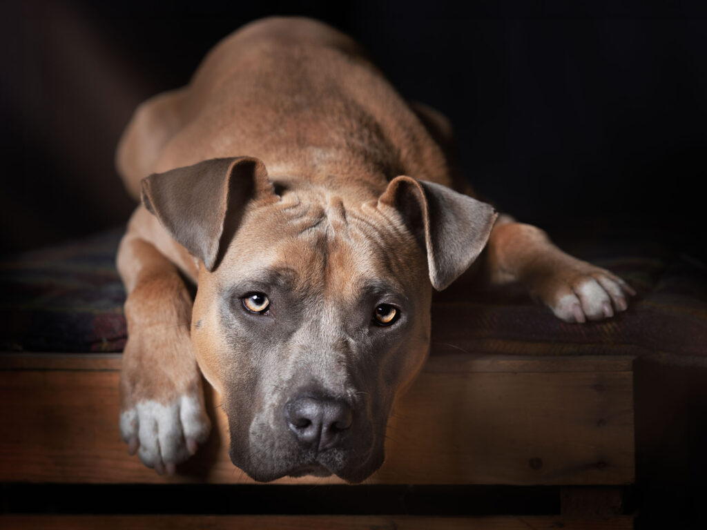 Studioaufnahme Hund der liegt und in Kamera schaut